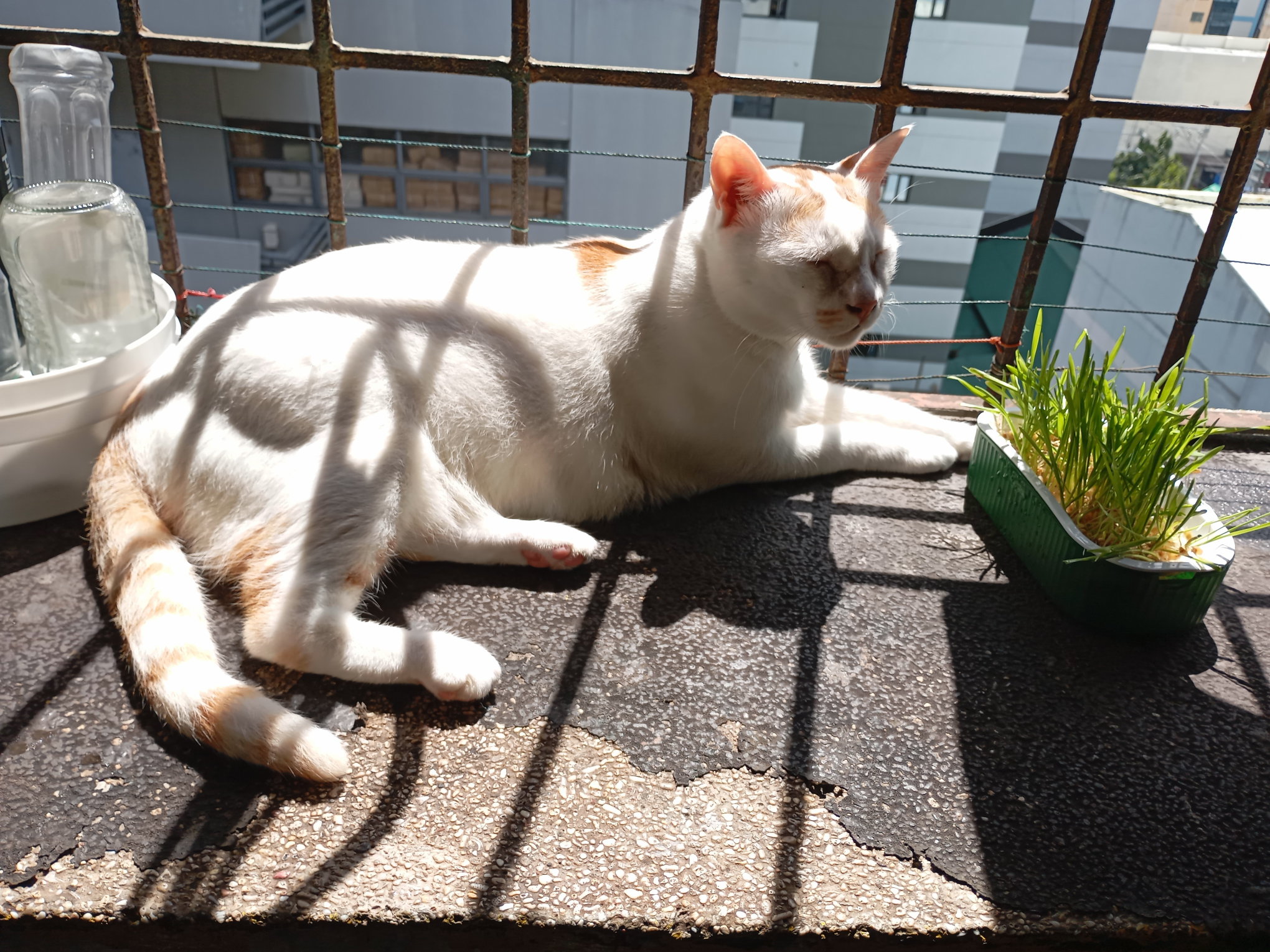Manny sunbathing on the balcony