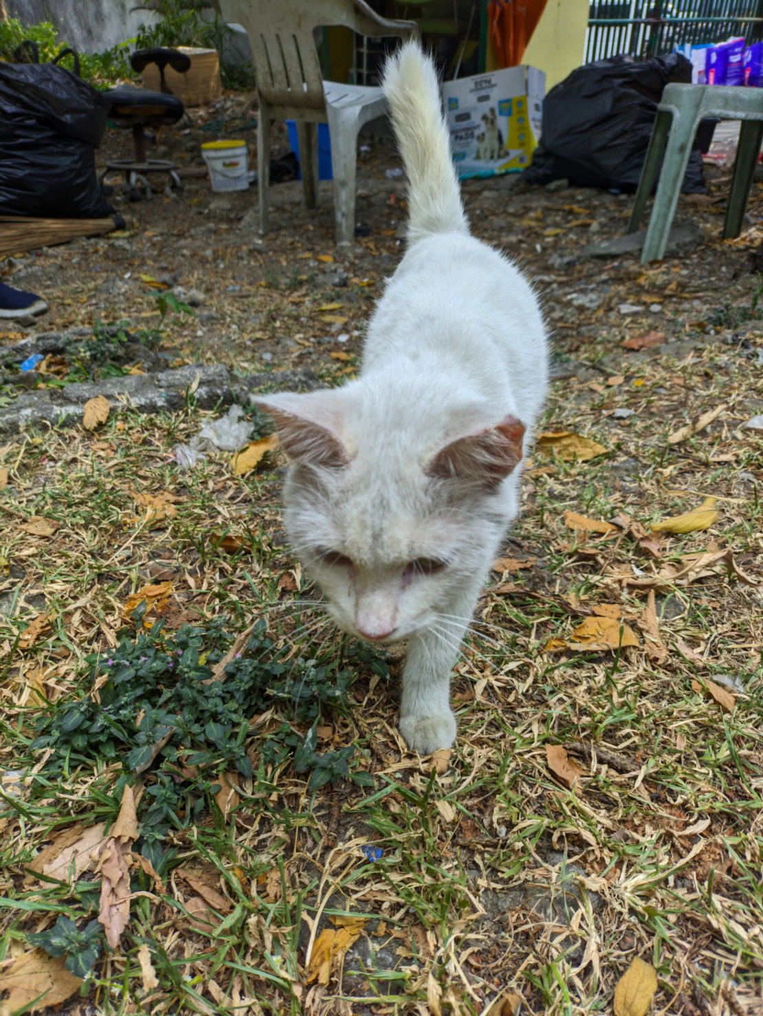PAWS welcoming cat