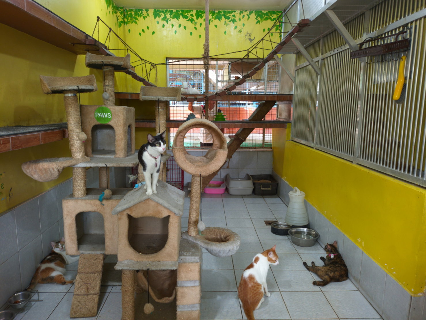 PAWS cathouse (for adoption)