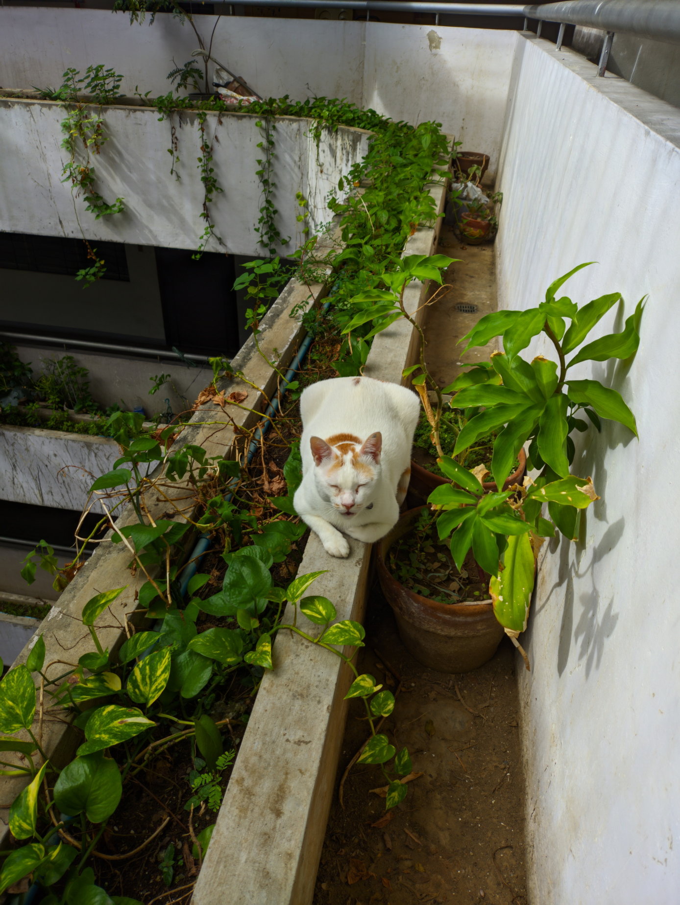 Manny grazing wild plants