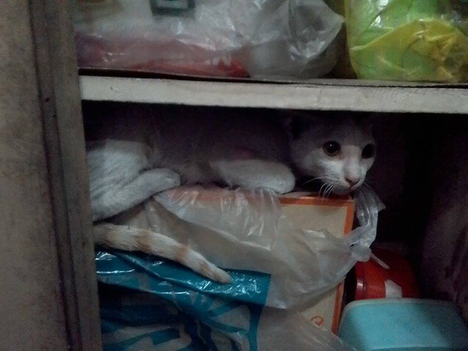 Manny's first day as a house cat