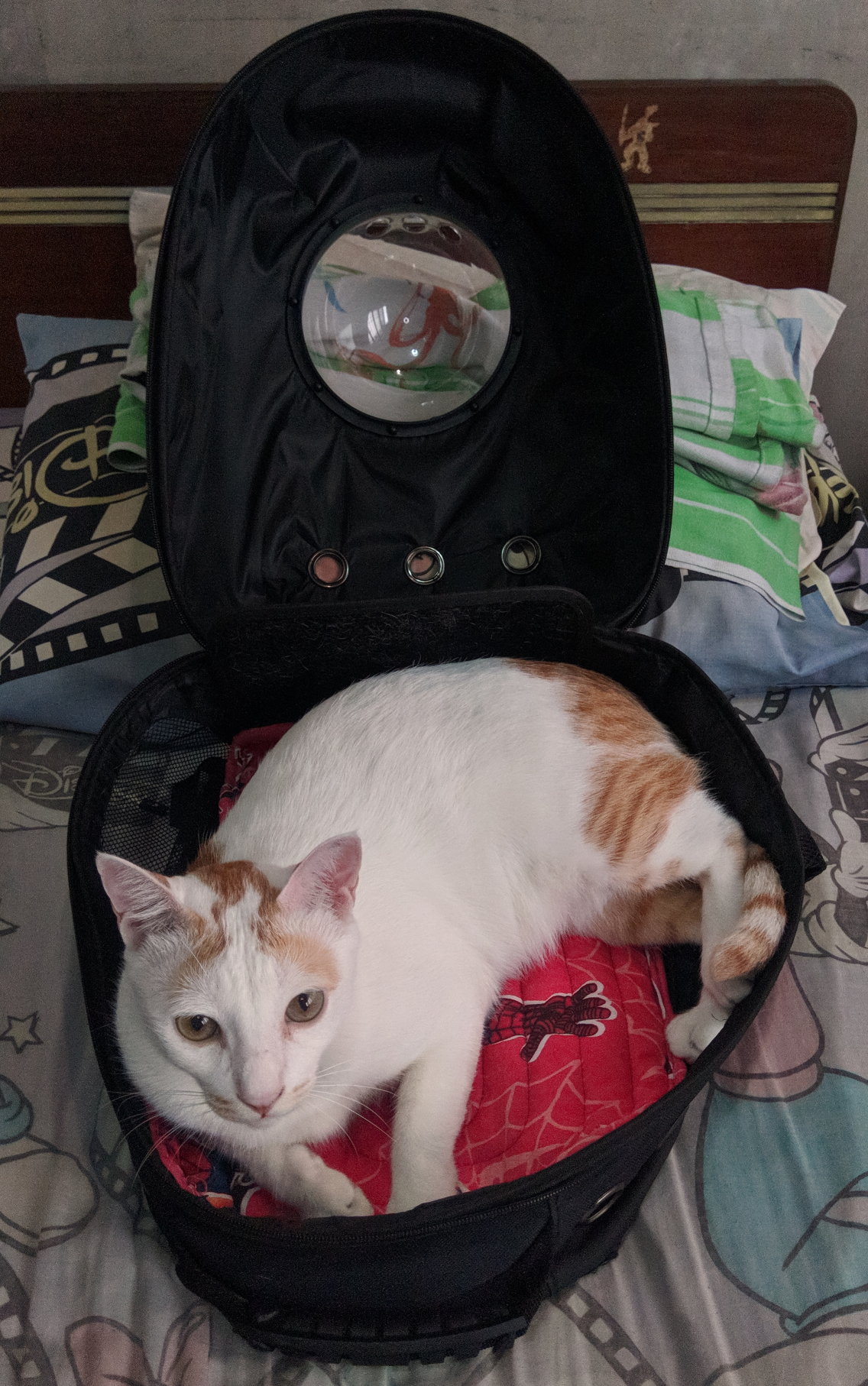 Manny in backpack 2-13-2020