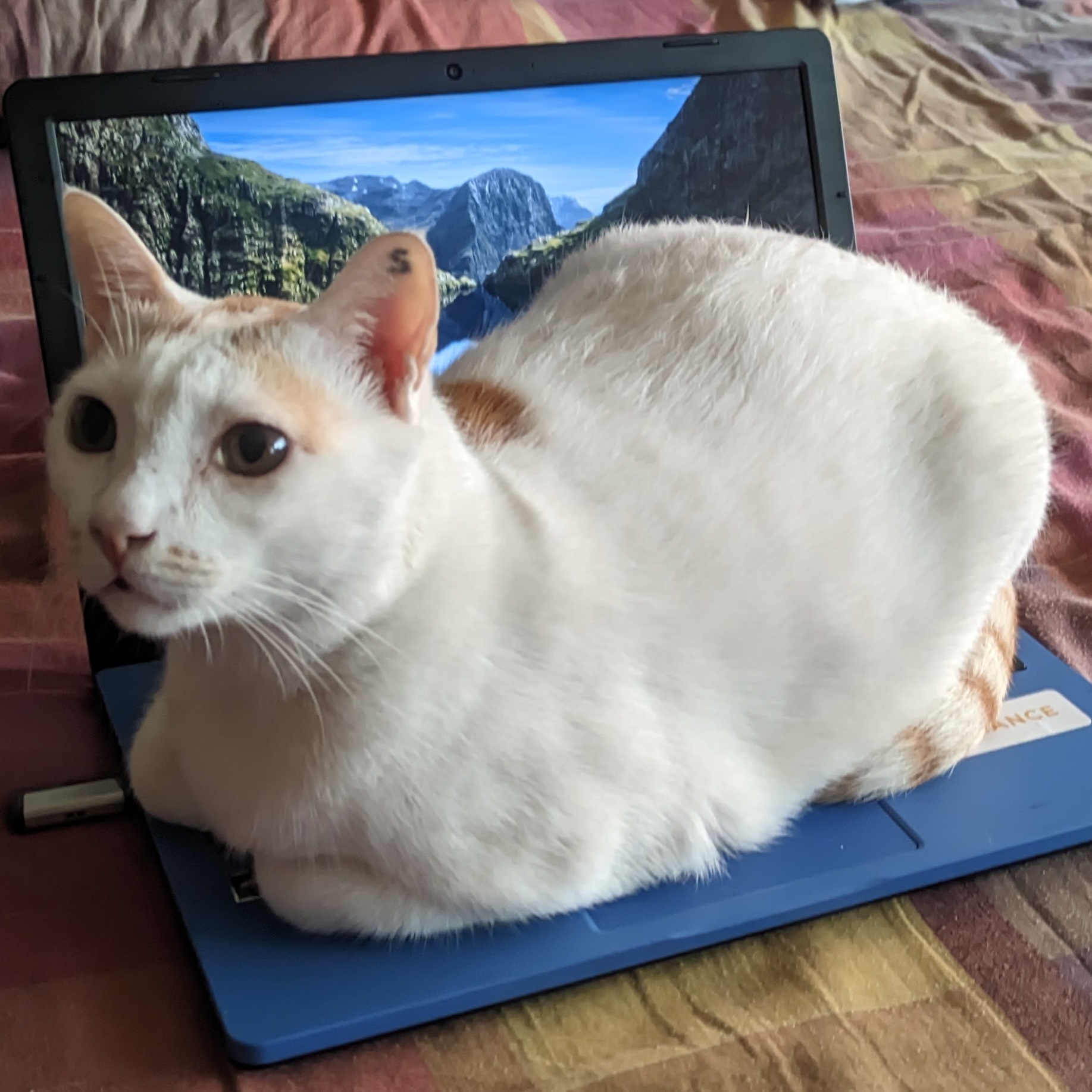 Manny on laptop