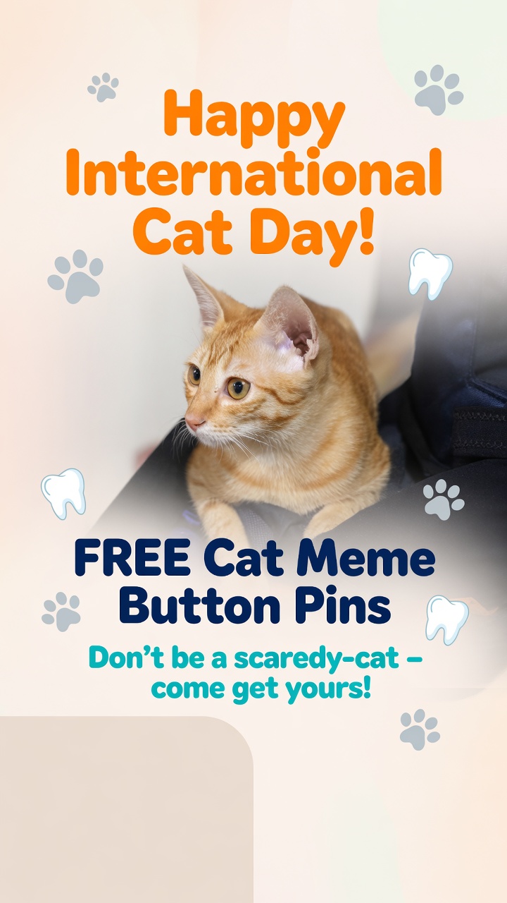 HDO International Cat Day 2026 Ginger 2